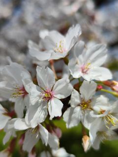 【商用利用OK】桜写真111点 [Commercial use OK] 111 cherry blossom photos