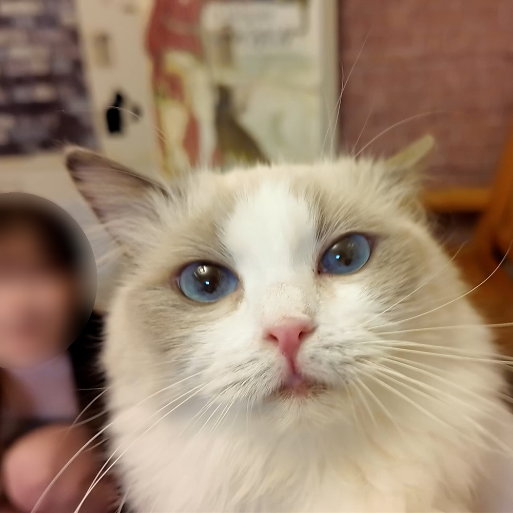 9日まで1490pt!!! ※可愛すぎ超レア ビショウジョ学生 猫カフェデートで猫にメロメロ「可愛い..」、デート後俺のムスコにも夢中だったのは二人だけの内緒