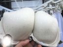 [Mischief] A big bra of a senior E cup who works while shaking huge breasts in the office ...