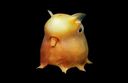 17 images of deep-sea creatures