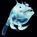 17張深海生物圖片