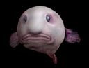 17 images of deep-sea creatures