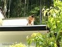 Masturbation married woman on the roof