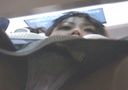 【개인 사진】 【펀치라】전철을 기다리는 소녀의 스커트 안쪽을 체크ww 하얀 팬티가 눈부시다ww