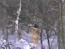 [20th Century Video] Back Video of Old Nostalgia ☆ Snow Woman ☆ Old Retro "Mozamu" Excavation Video Japanese vintage