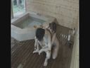 Leaked video!!　Open-air bath perverted couple's obscene sex! !!　Part2