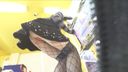 cute (・∀・)!! J-chan in erotic fishnet tights! Intense breast chiller, nipple chiller, panchira! !!