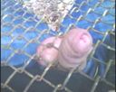 Fence masturbation