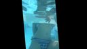 ピチピチ女子水泳動画