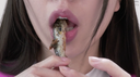 【Tongue Bello & Chewing Tongue】Popular actress Asahi Shizuku Chan's shishamo licking & spitting & chewing!!