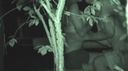 Park couple covert camera at night