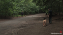 Extreme 120% Walking play naked on the dog walking path Outdoor training taken by a perverted couple
