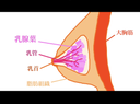 유선을 자극하는 방법 젖꼭지를 전혀 만지지 않고 가슴을 문지르고 만드는 방법　