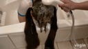 “虛擬戀發癖性愛俱樂部體驗超長髮尤娜洗髮水遊戲課程” ★ Yuna-chan在洗髮超長髮的雙尾巴的同時提供戀發癖遊戲，最後進行♡頭發射擊治療