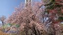 Outdoor de Challenge Series (2) ~Under the cherry blossoms in full bloom...~