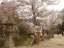 [Outdoor pantyhose exposure] Cherry blossom viewing date while pantyhose with a married woman