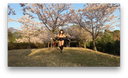 【Cross-dressing】Anabai 017 Exposed masturbation under the cherry blossoms because the cherry blossoms are in full bloom.