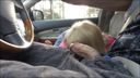 [Gaijin Video] Blonde woman burying her face in a man's crotch in the car