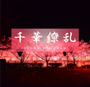 [Really the last legendary finale] Fans are long-awaited transcendent beauty 〇 woman LAST. Even if I am far away, I remember every time the cherry blossoms fall. Indelible memories etched in my heart. Sakura 18 years old