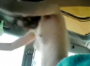 【Personal Photography】 Mating video of the mother of a long-distance driver who picked up in SA in the car