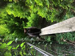 渋谷神宮通公園 黒猫(クロ)