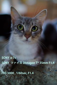 ノラ猫の日常003【11枚】高感度カメラで撮る