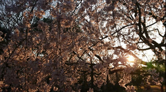 六義園の桜動画