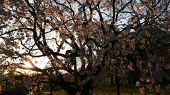 六義園の桜動画