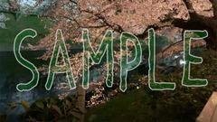 桜の映像素材（昼桜45シーン／夜桜28シーン）