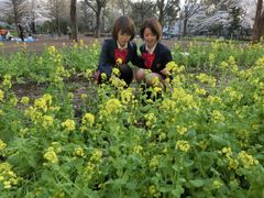 絆創子２号・野原うさぎ、絆創子３号・杏奈みらい『桜トリッコ』