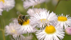 花の蜜を求めてやって来た、ミツバチとハナアブをスーパースローモーションで撮影
