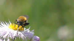 花の蜜を求めてやって来た、ミツバチとハナアブをスーパースローモーションで撮影