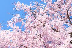 桜のhana