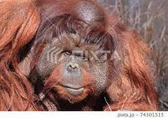 おやじを軽くあしらう　後お疲れ【多摩動物公園No57-3】Orangutan：オランウータン 355