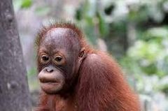 オラウータン　おやじにちょと冷たいキューさん　前を連続でスルー【多摩動物公園No52-1】Orangutan：オランウータン339