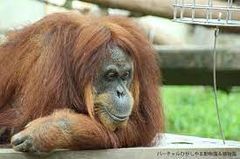もうすぐ帰る時間：わざと？呼んでもなかなか来ない【多摩動物公園No55 -5】Orangutan：オランウータン349