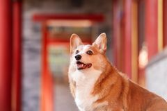 [合成]: 中国の王宮を旅するコーギー犬の写真セット HD