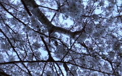 桜は春に咲く木で、日本を代表する花の一つです。ピンクや白の花弁が美しく、花びらが風に舞う様子はとてもロマンチックです。