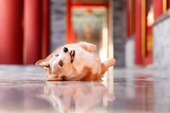 [合成]: 中国の王宮を旅するコーギー犬の写真セット HD
