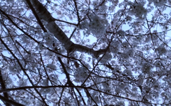 桜は春に咲く木で、日本を代表する花の一つです。ピンクや白の花弁が美しく、花びらが風に舞う様子はとてもロマンチックです。