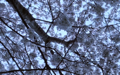 桜は春に咲く木で、日本を代表する花の一つです。ピンクや白の花弁が美しく、花びらが風に舞う様子はとてもロマンチックです。