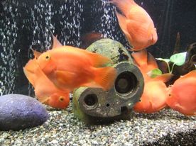 きれいな熱帯魚