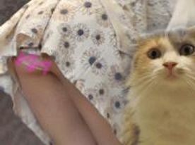 猫カフェパンチラ　パンティまっしぐら