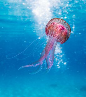 【睡眠用BGM・環境音】　-　水中　/　BGM for ***** and Environmental Sound - Underwater