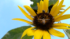おっきなひまわりの花に夢中なミツバチさん