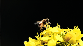 菜の花に夢中なミツバチさん