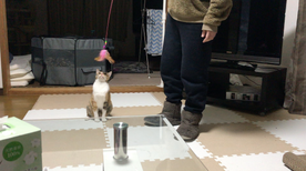 保護猫たちのお遊び Protective cat play