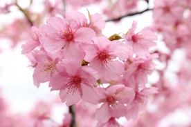 桜のhana