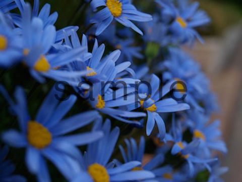 ファインダー越しに写る美麗な花や草木の写真