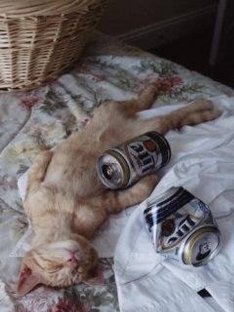 酔い潰れネコ！